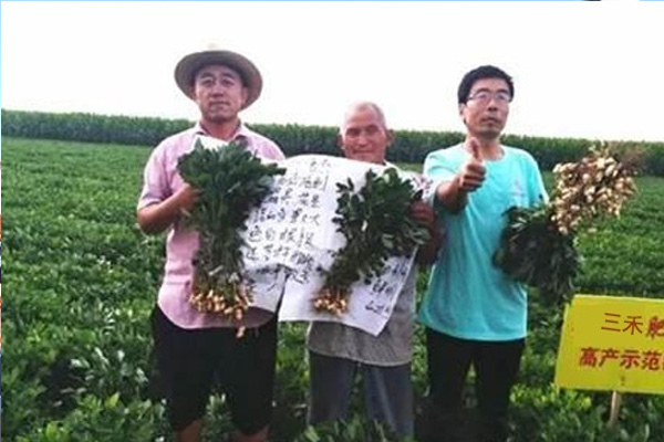 邢台优良小麦返青肥公司